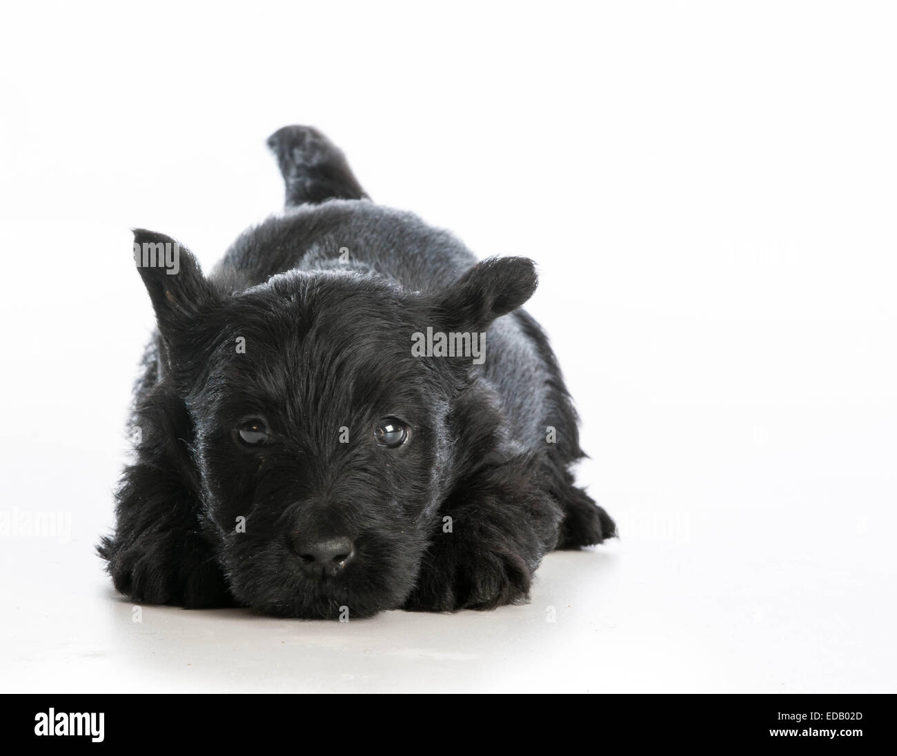 müde Welpen - Scottish Terrier Welpen Festlegung ruht auf weißem Hintergrund Stockfoto