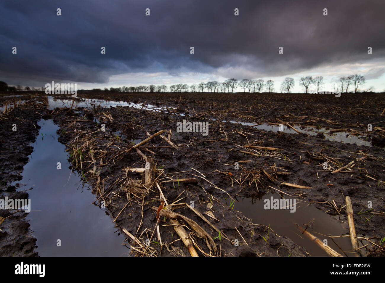 Dunkle Wolken über einem schlammigen Maisfeld im winter Stockfoto