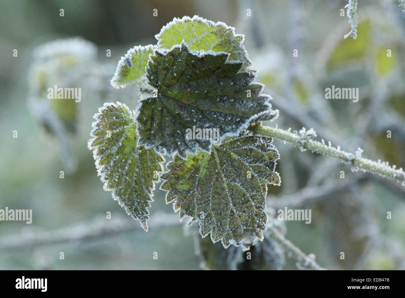 Frostigen Brennnessel entlang des Ufers des Flusses Colne außerhalb Schlosspark, Colchester, Essex. Stockfoto