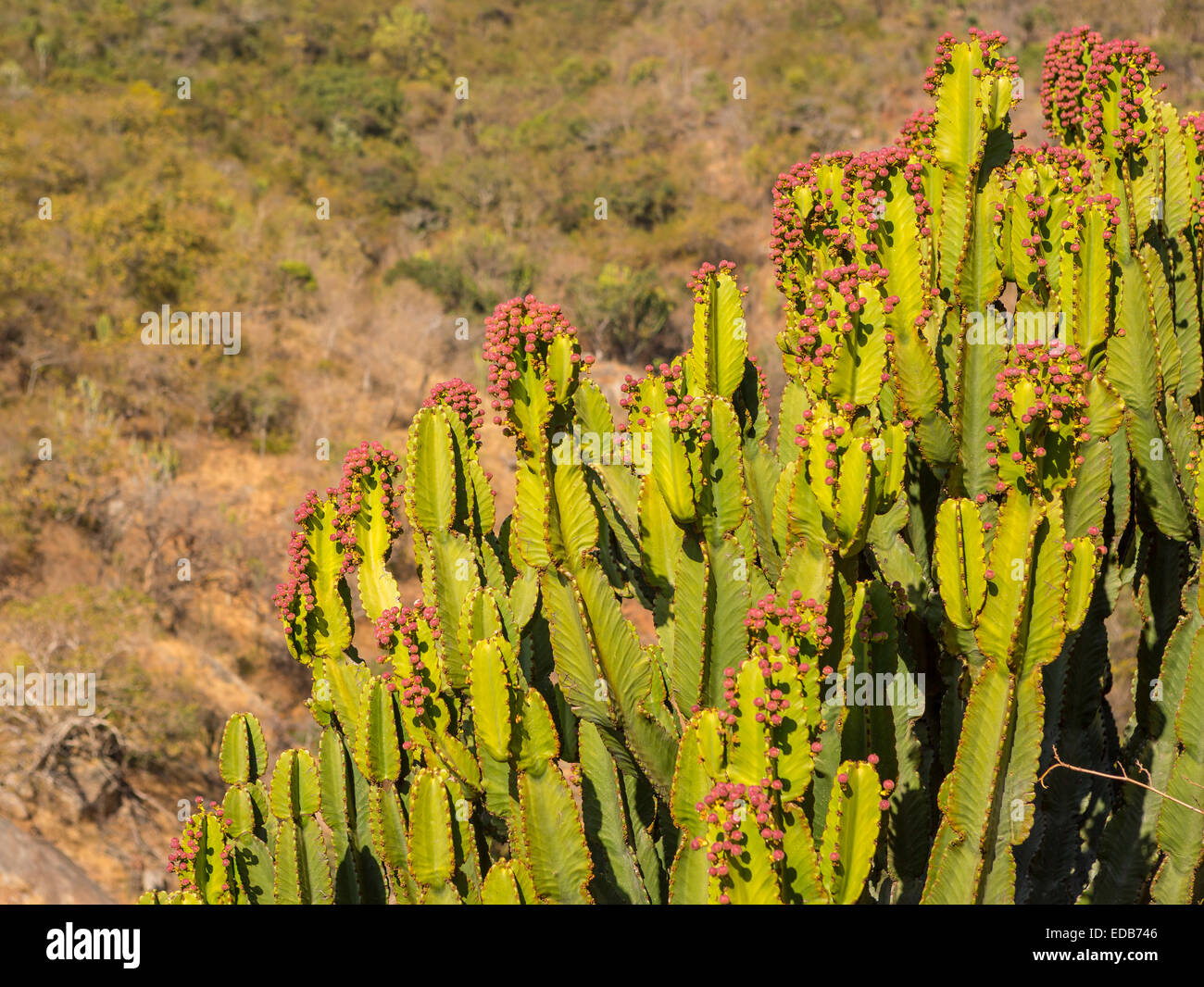 Swasiland, Afrika - Kaktus Pflanze, Phophonyane Nature Reserve. Stockfoto