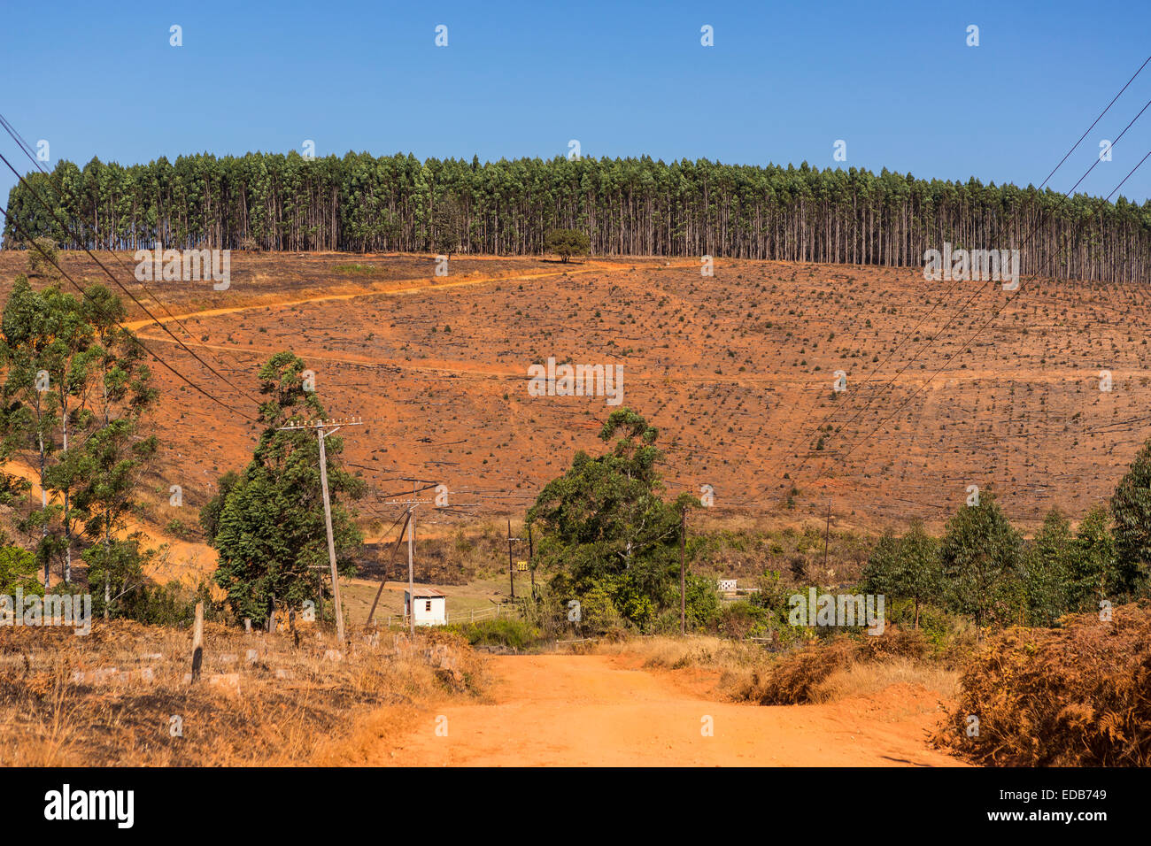HHOHHO, Swasiland, Südafrika - Holz Industrielandschaft, Bäume und Kahlschlag. Stockfoto