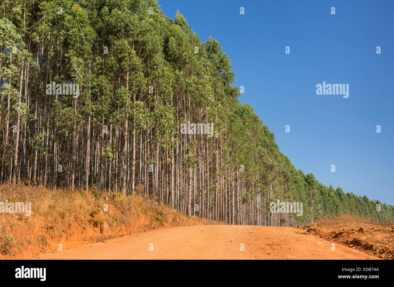 HHOHHO, Swasiland, Afrika - Holz Industrielandschaft, Bäume und Straße. Stockfoto