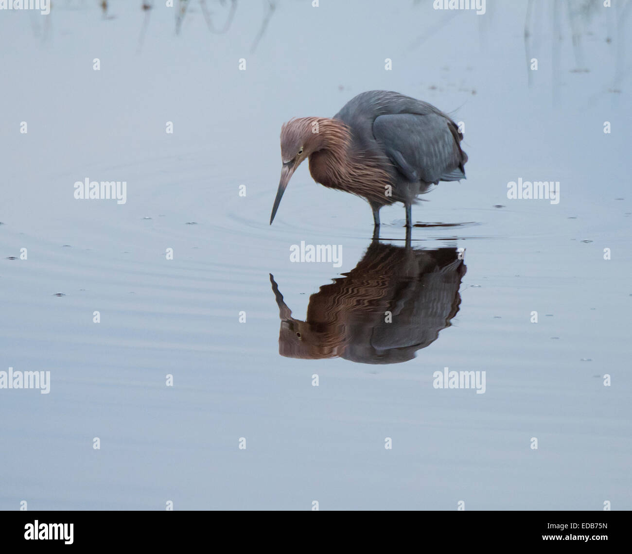 Ein selten rötlich Silberreiher Fütterung bei Schwarzpunkt, Merrit Island NWR Stockfoto