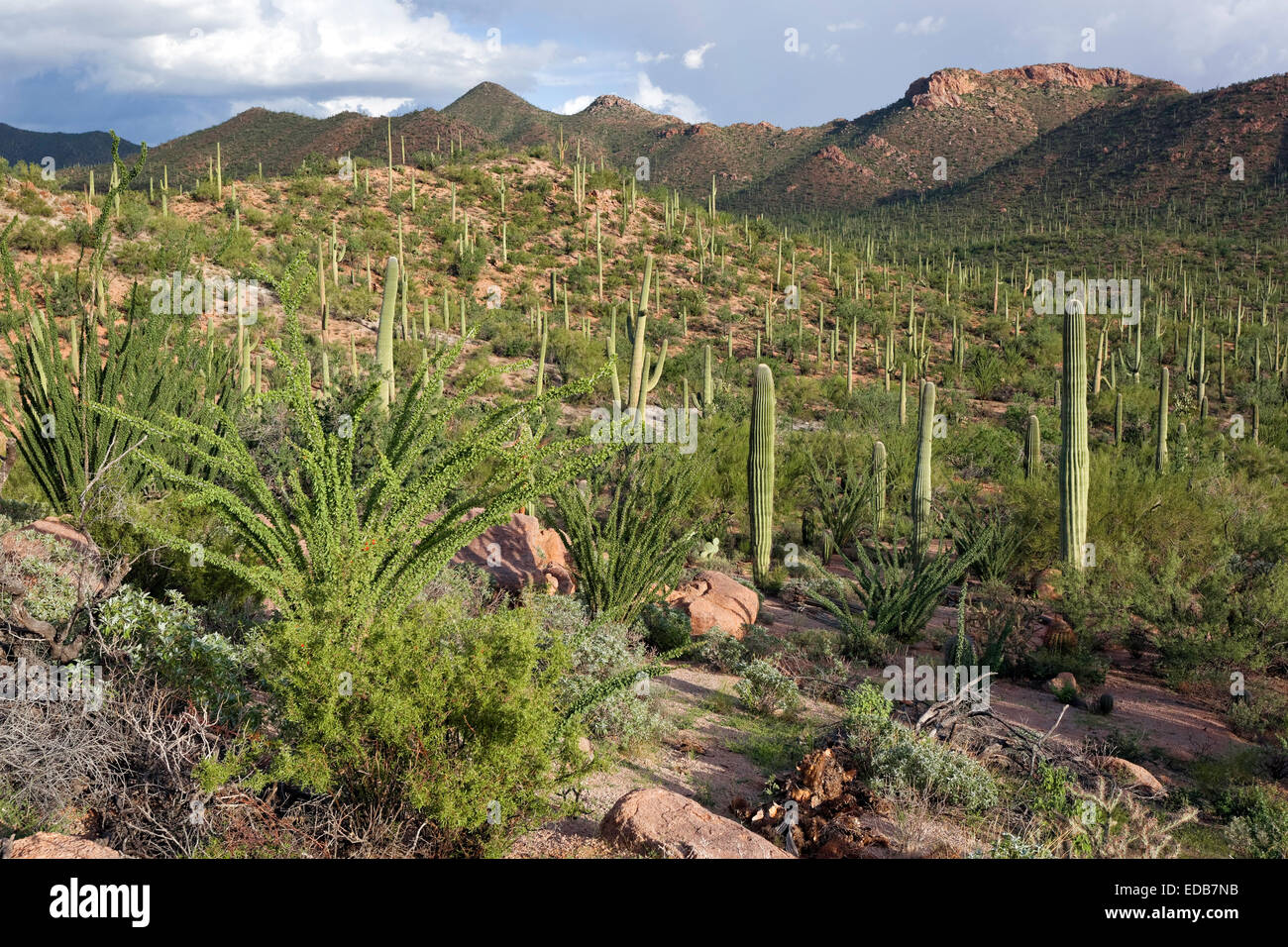 Saguaro National Park West, Tucson, Arizona Stockfoto