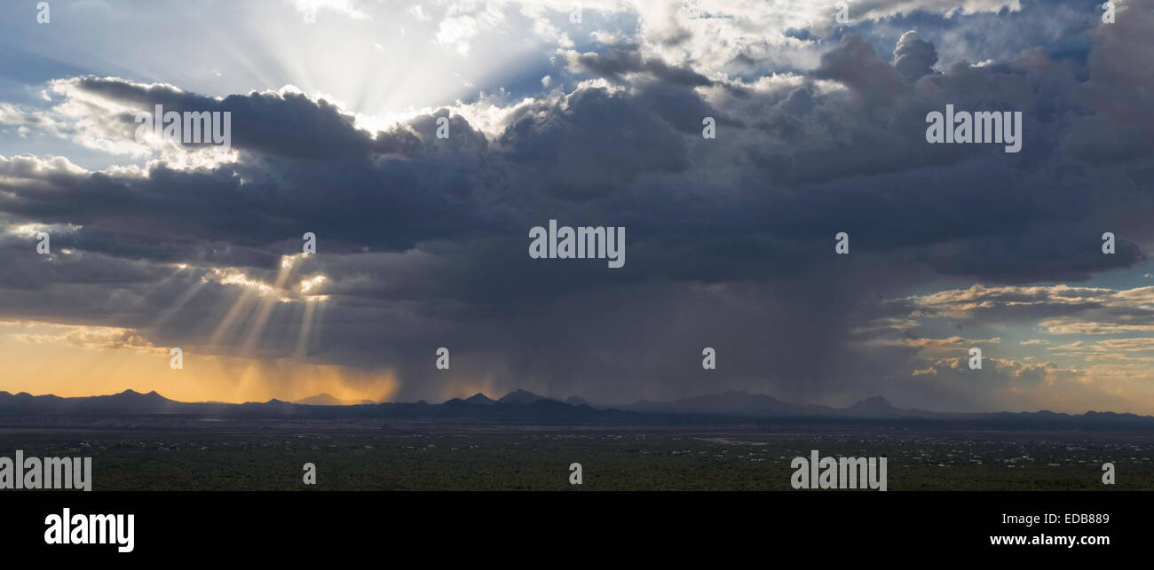 Fernen Gewitter im Sommer Wüste Monsun, Saguaro National Park West, Tucson, Arizona Stockfoto