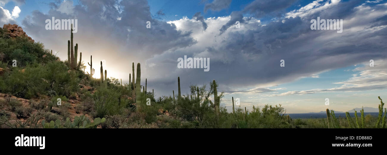 Dramatische Sommerhimmel über Saguaro National Park West, Tucson, Arizona Stockfoto