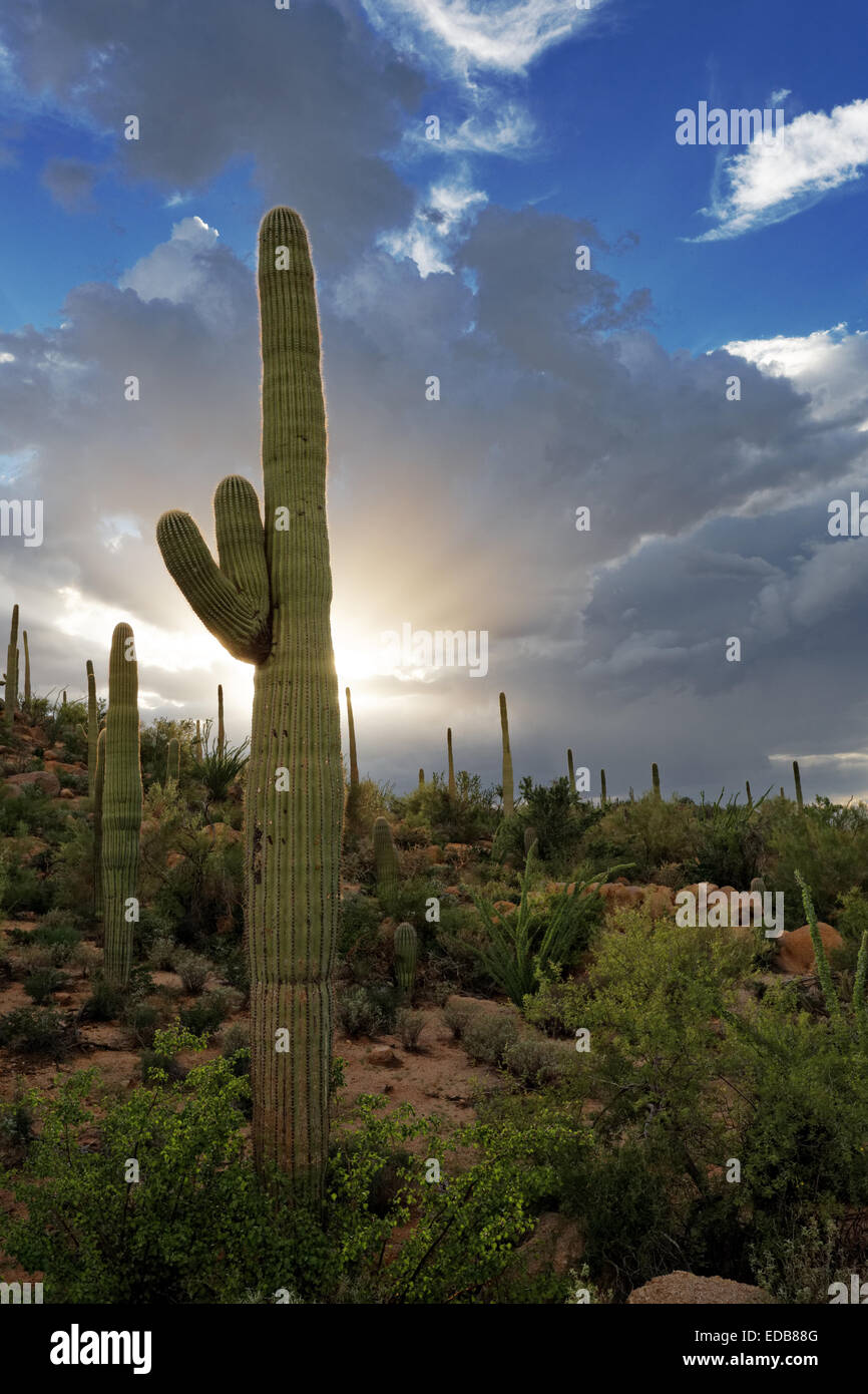 Monsun Wolken über Saguaro National Park West, Tucson, Arizona Stockfoto