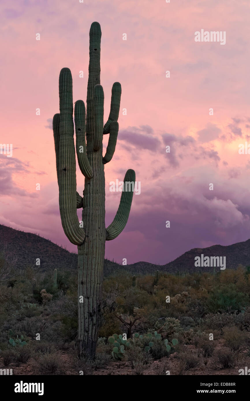 Gigantischen Saguaro Kaktus (Carnegiea Gigantea), Saguaro West National Park, Tucson, Arizona Stockfoto