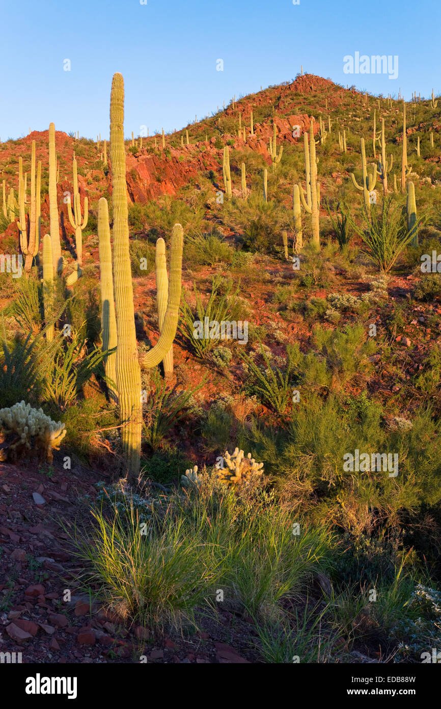 Üppige Vegetation Sonora gegen roten Hügeln, Saguaro National Park West, Tucson, Arizona Stockfoto