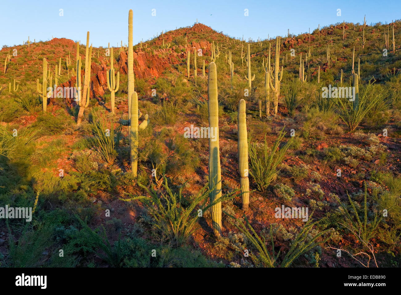 Üppige Vegetation Sonora gegen roten Hügeln, Saguaro National Park West, Tucson, Arizona Stockfoto