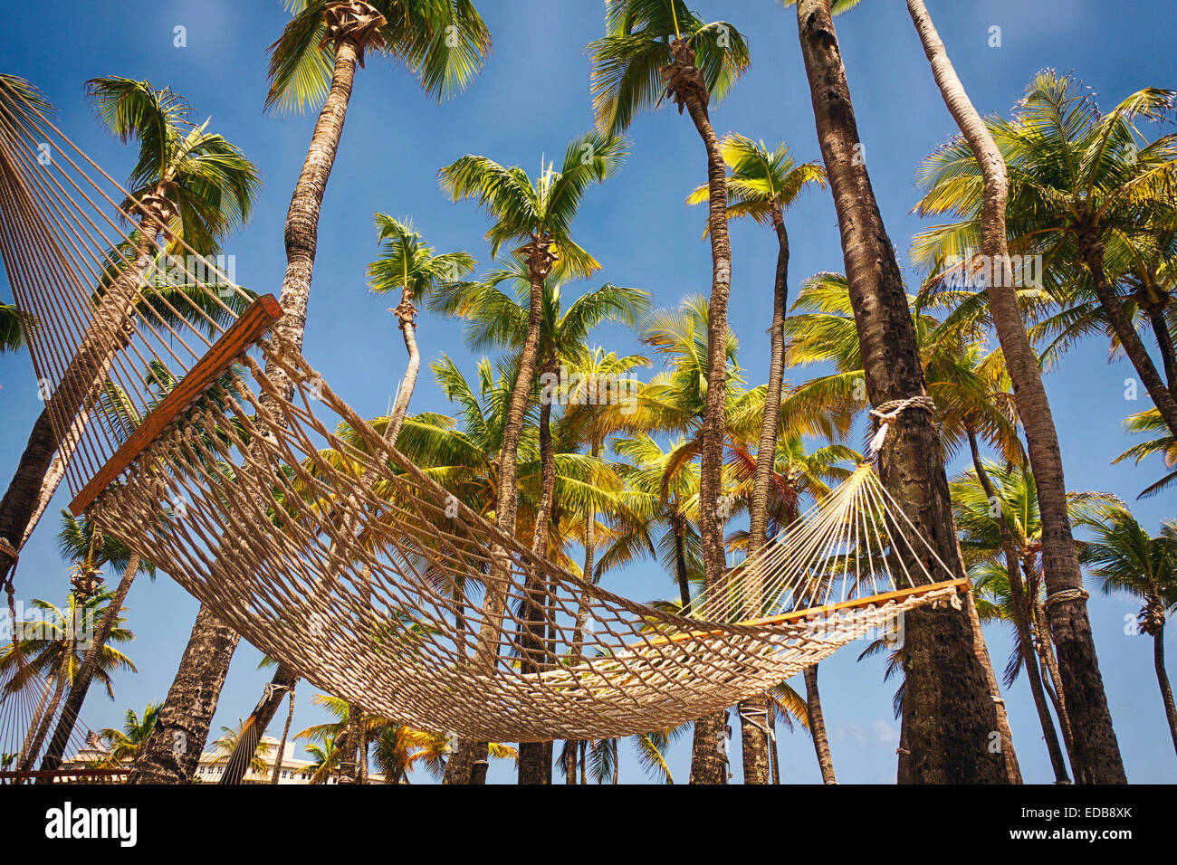 Niedrigen Winkel Ansicht einer Hängematte unter Palmen Bäume, San Juan, Puerto Rico. Stockfoto