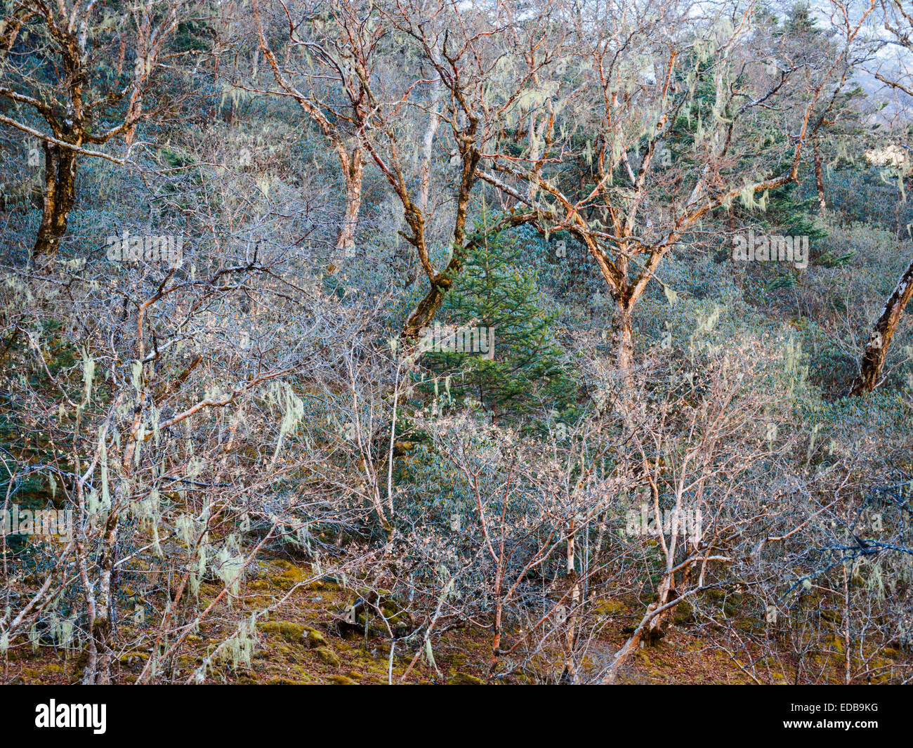 Mischwald von Birken, Rhododendron und behängt mit spanischem Moos im Nepal Himalaya Tanne Stockfoto
