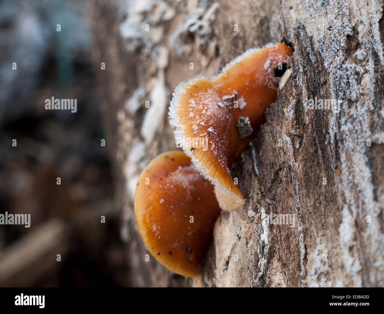 Flammulina velutipes - Die samtene Schaft Pilz kann oft wachsen auf verrottenden Baumstümpfen im Winter. Genießbare betrachtet. Stockfoto