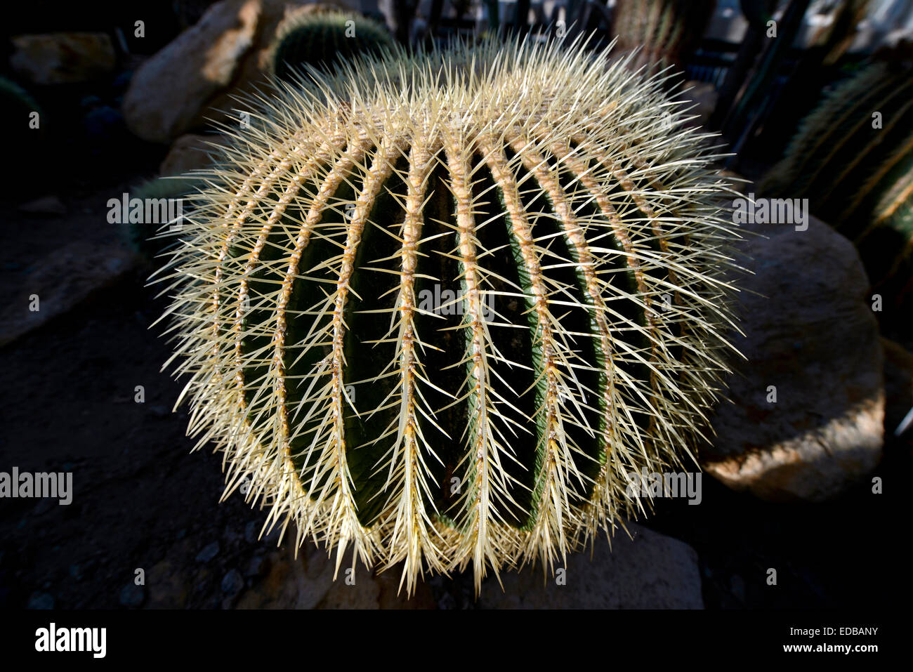 Kaktus, Golden Barrel Cactus, Goldener Ball, Mutter-in-Law Kissen (Echinocactus Grusonii) Stockfoto