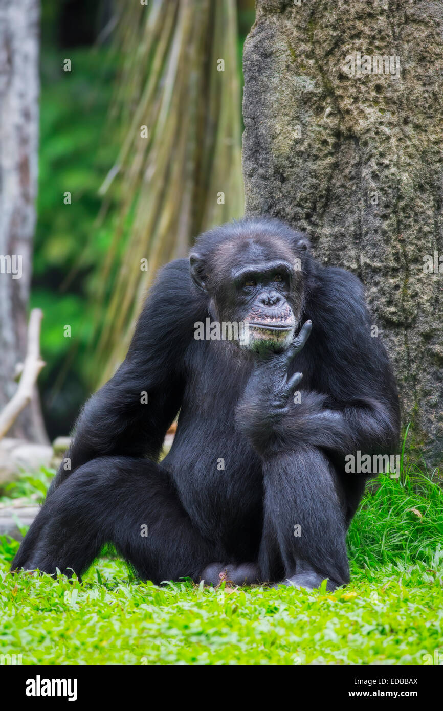 Gemeinsame Schimpanse Stockfoto