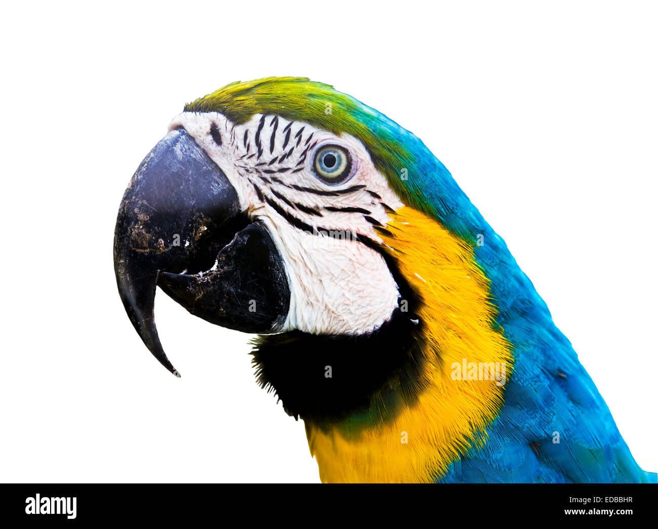 Papagei Ara Arauna, blau und Gelb Farben, isoliert. Der größte Papagei lebt  in Südamerika Stockfotografie - Alamy