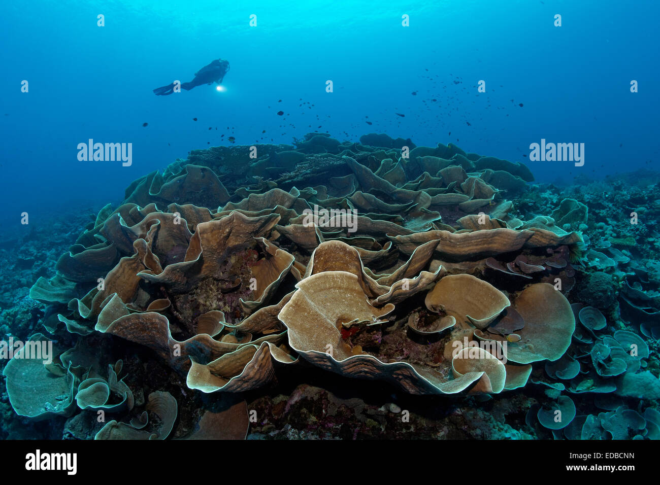 Taucher Blick auf Salat Korallen (Turbinaria Mesenterina), Great Barrier Reef, Pazifik, Australien Stockfoto