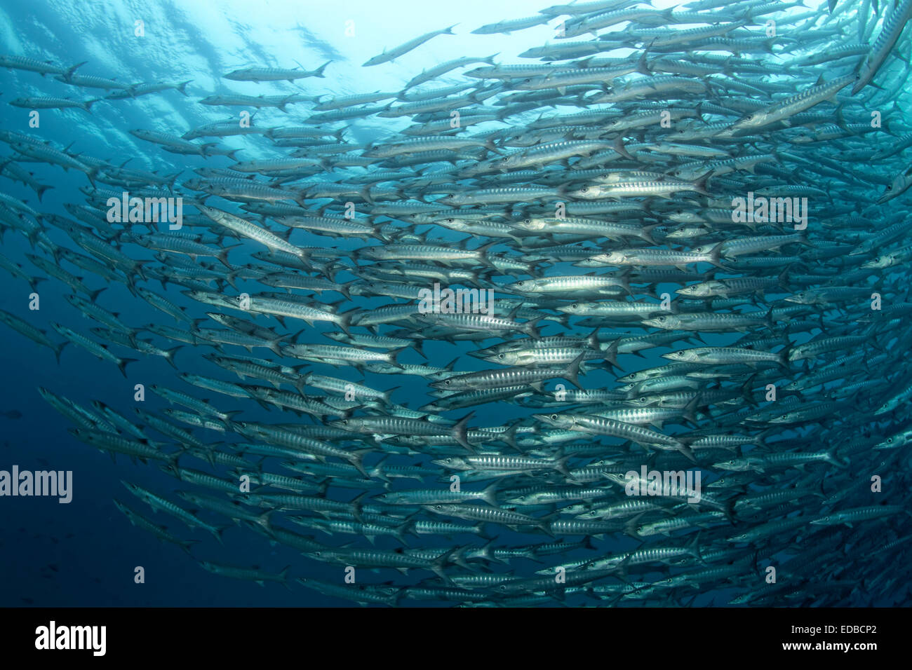 Großer Schwarm von Blackfin Barracudas (größten Qenie), Great Barrier Reef, Pazifik, Australien Stockfoto