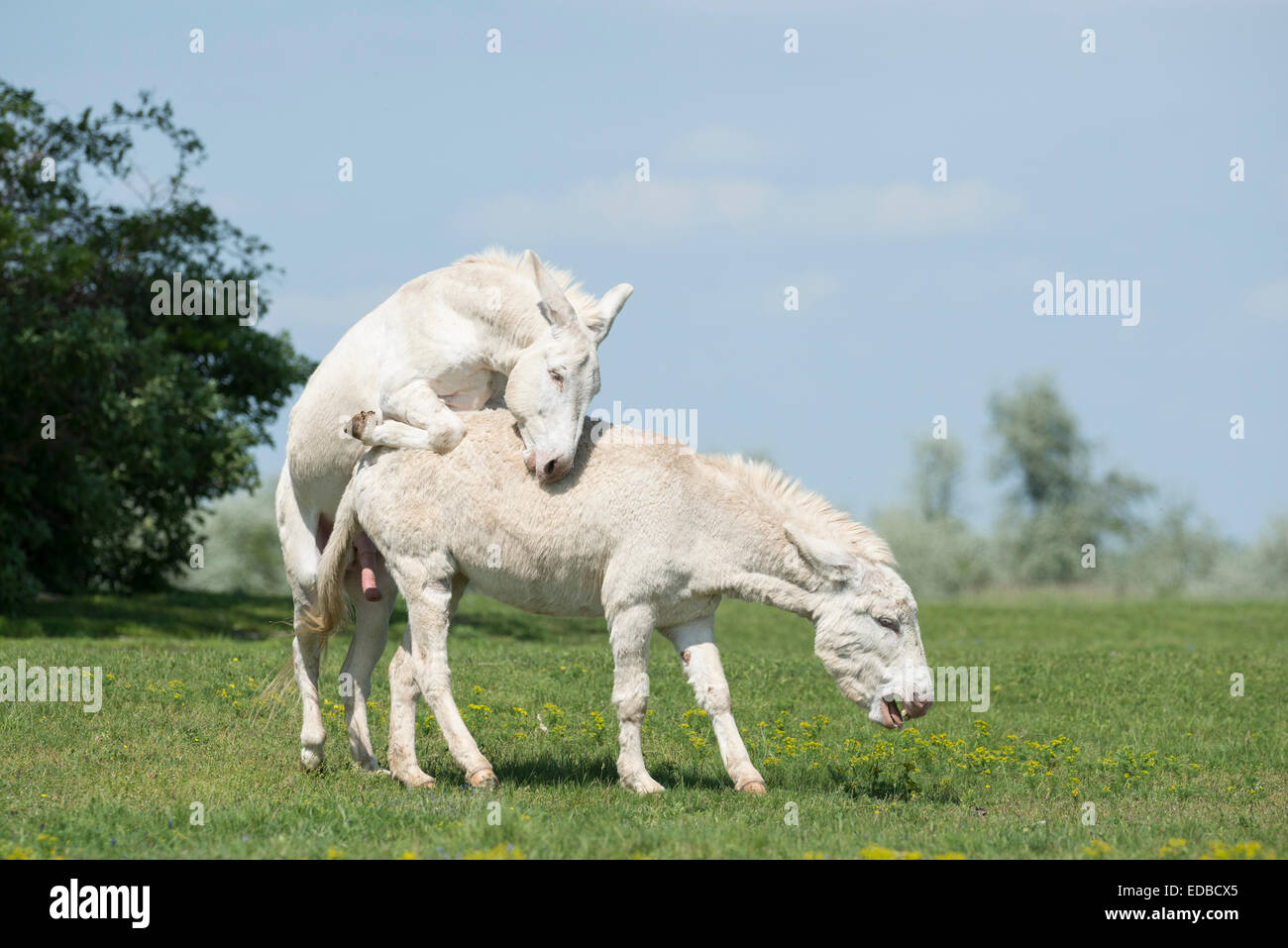 Österreichisch-ungarischen weißen Esel oder Barock Esel (Equus Asinus Asinus), männliche Montage Stute, Nationalpark Neusiedler See Stockfoto
