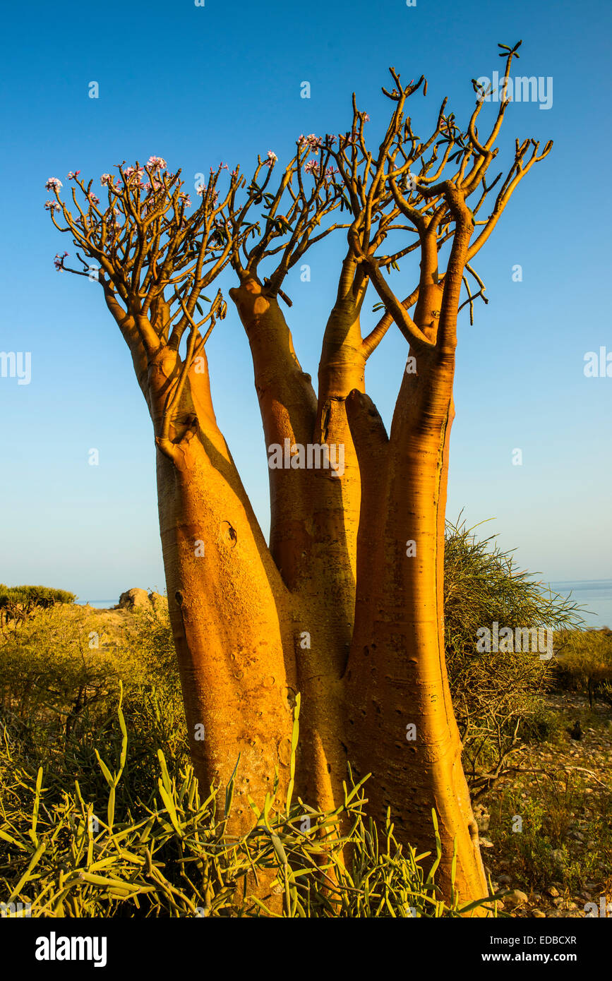 Flaschenbaum (Adenium Obesum) in voller Blüte, endemische Arten, Sokotra, Jemen Stockfoto