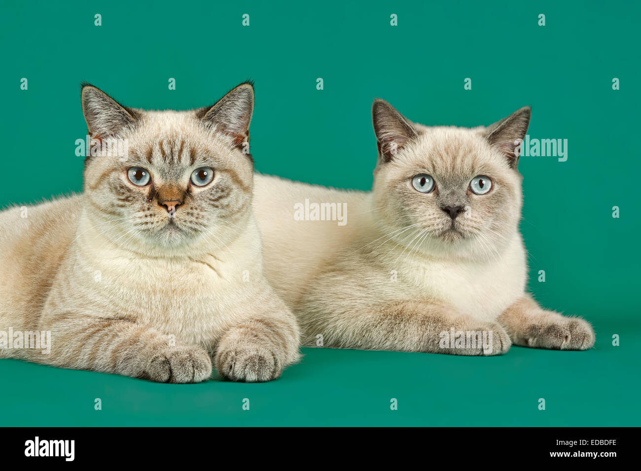 Zwei Britisch Kurzhaar Katzen Stockfoto