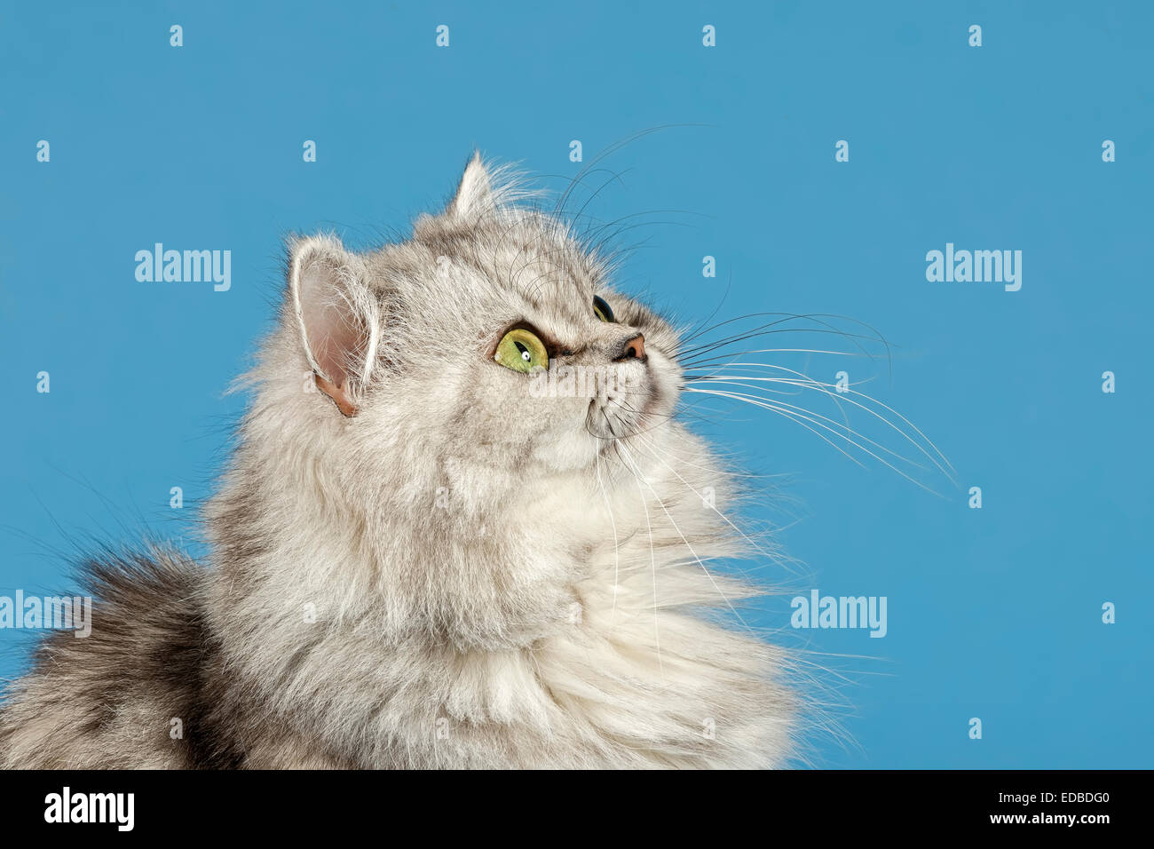 Britische Langhaarkatze Stockfoto