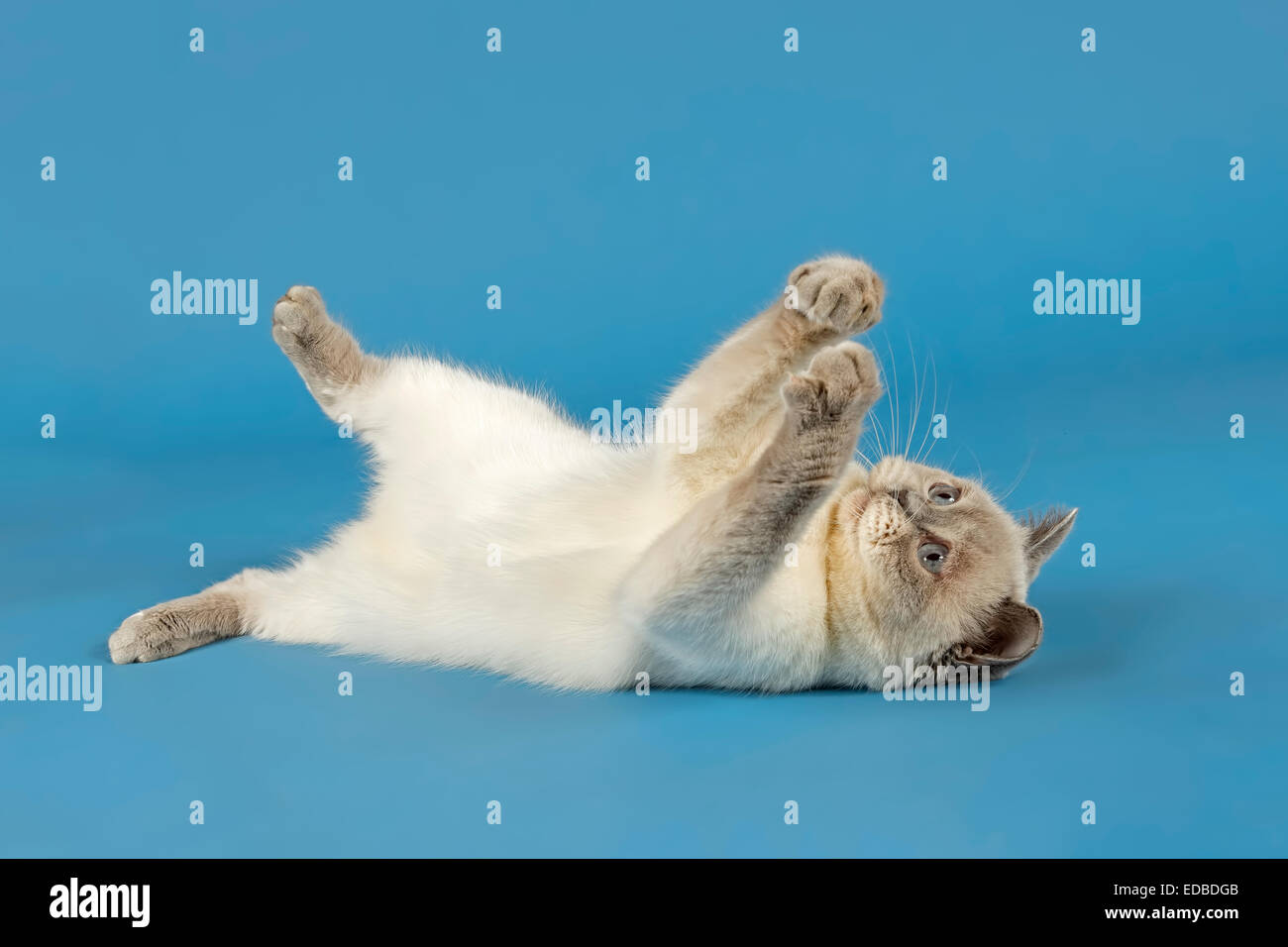 British Kurzhaar-Katze auf dem Rücken liegend Stockfoto