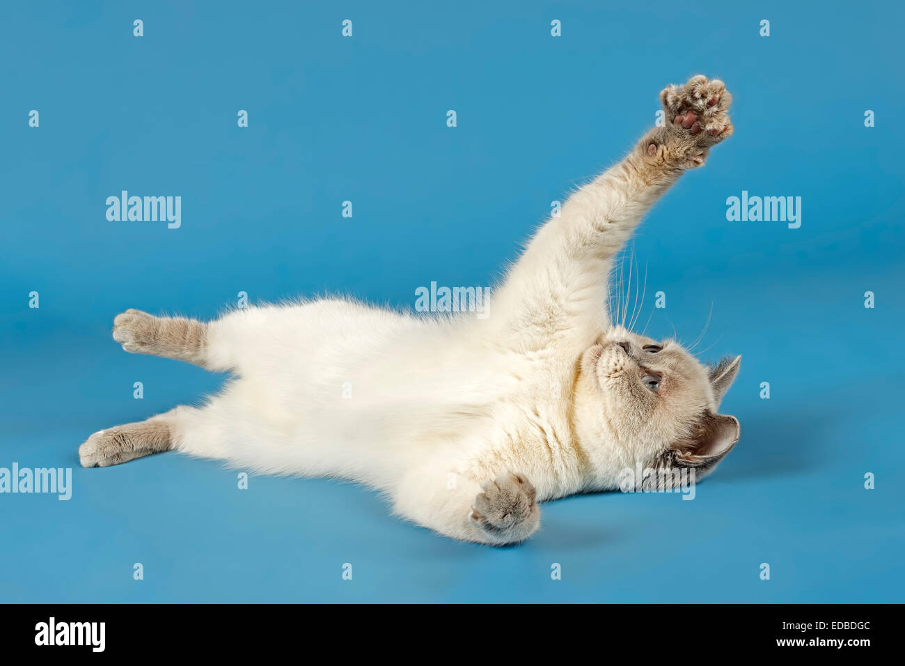 British Kurzhaar-Katze auf dem Rücken liegend Stockfoto