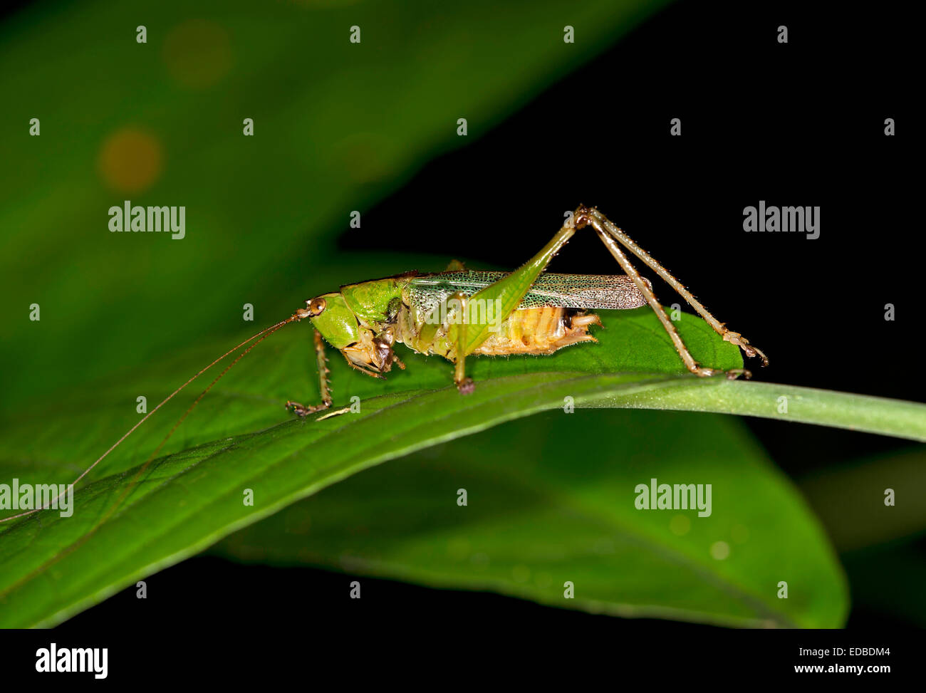 Grashuepfer (Tettigoniidae spec.), Naturschutzgebiet Tambopata und Madre De Dios Region, Peru Stockfoto
