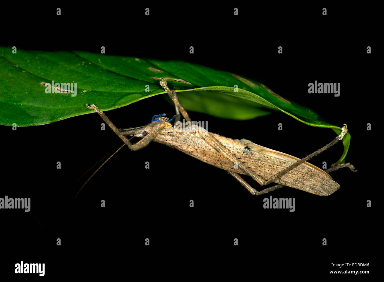 Cricket oder Grashuepfer (Ensifera spec.) mit leuchtend blauen Mandibeln, Naturschutzgebiet Tambopata, Region Madre De Dios, Peru Stockfoto