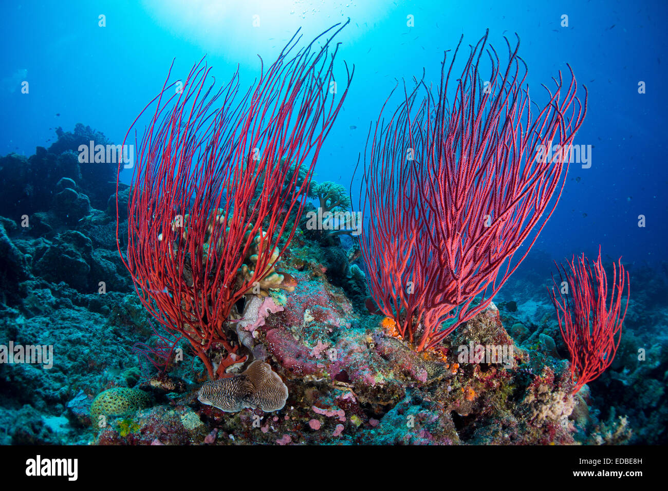 Red Sea Peitsche (Ellisella Ceratophyta), Palau Stockfoto