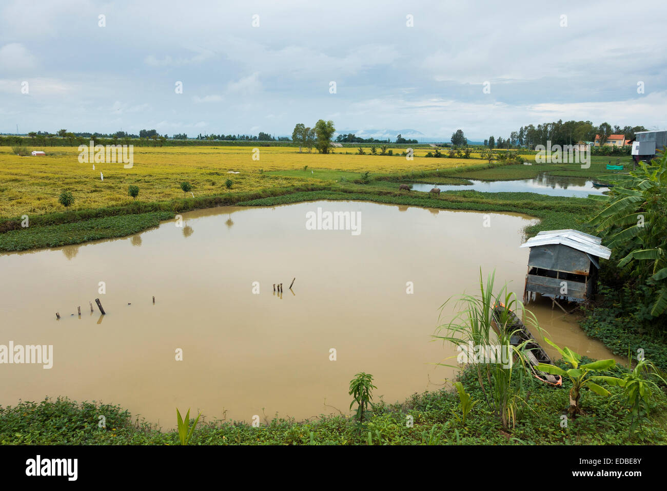 Reisfelder, Chao Doc, Vietnam Stockfoto