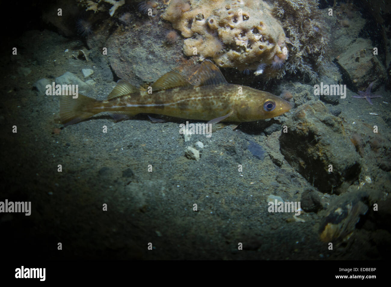 Atlantischer Kabeljau, Gadus Morrhua, von der Nordsee entfernt, Søbadet, Lille Bælt, Dänemark. Stockfoto