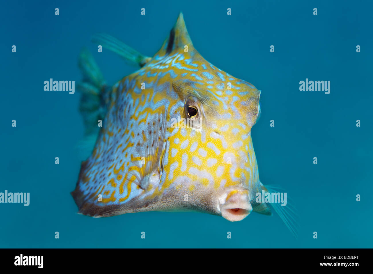 Buckel Turretfish (Tetrosomus Gibbosus), Great Barrier Reef, Pazifik, Australien Stockfoto