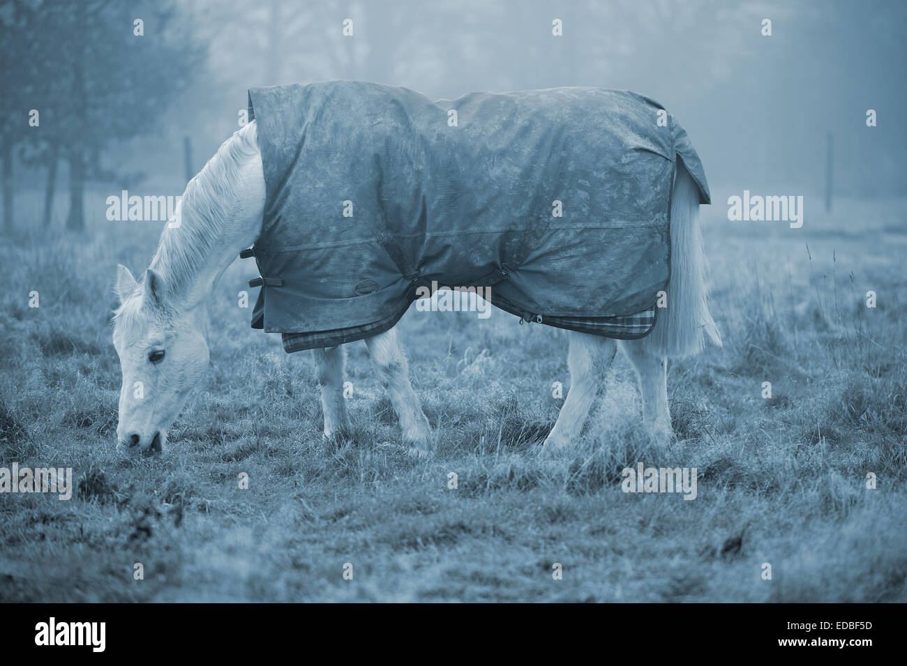 Pferde grasen auf einer Koppel an einem nebeligen Wintertag. Blau getönten Kälte betonen Stockfoto