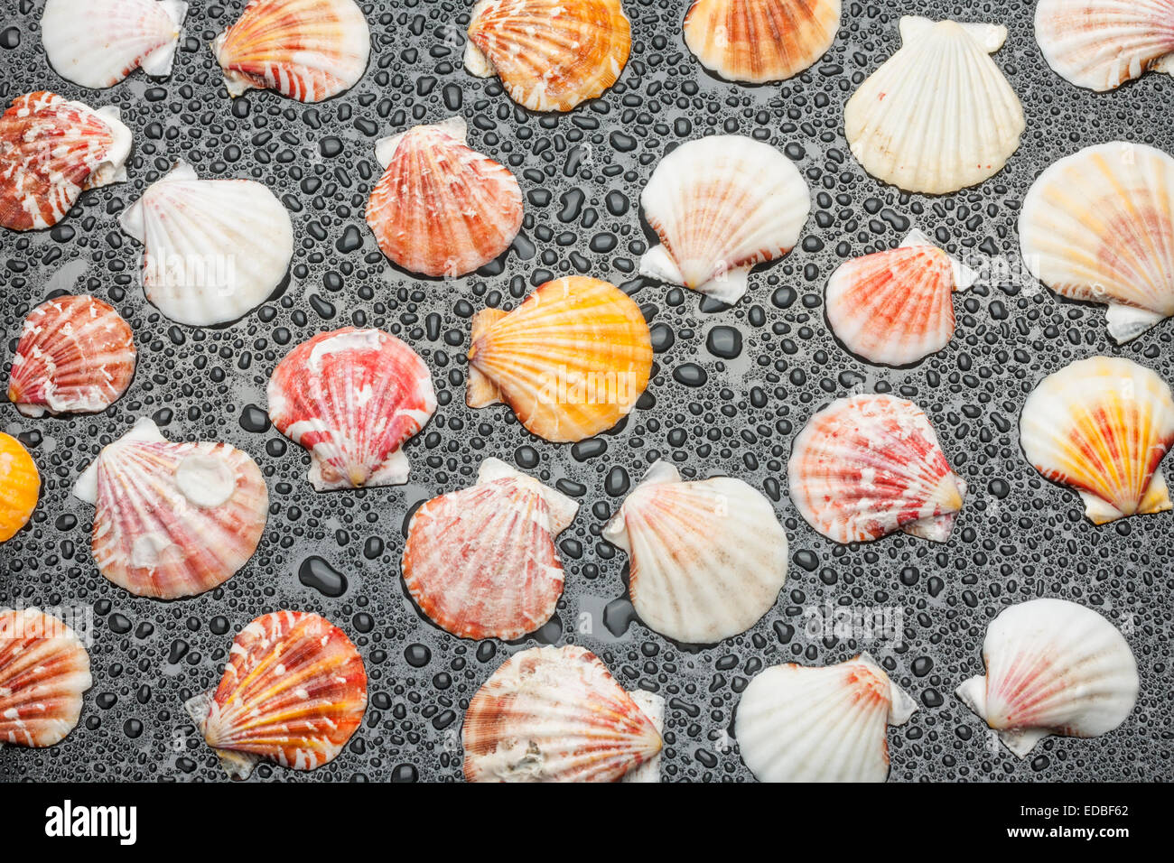 Schwarzer Hintergrund mit Muscheln und Wassertropfen Stockfoto