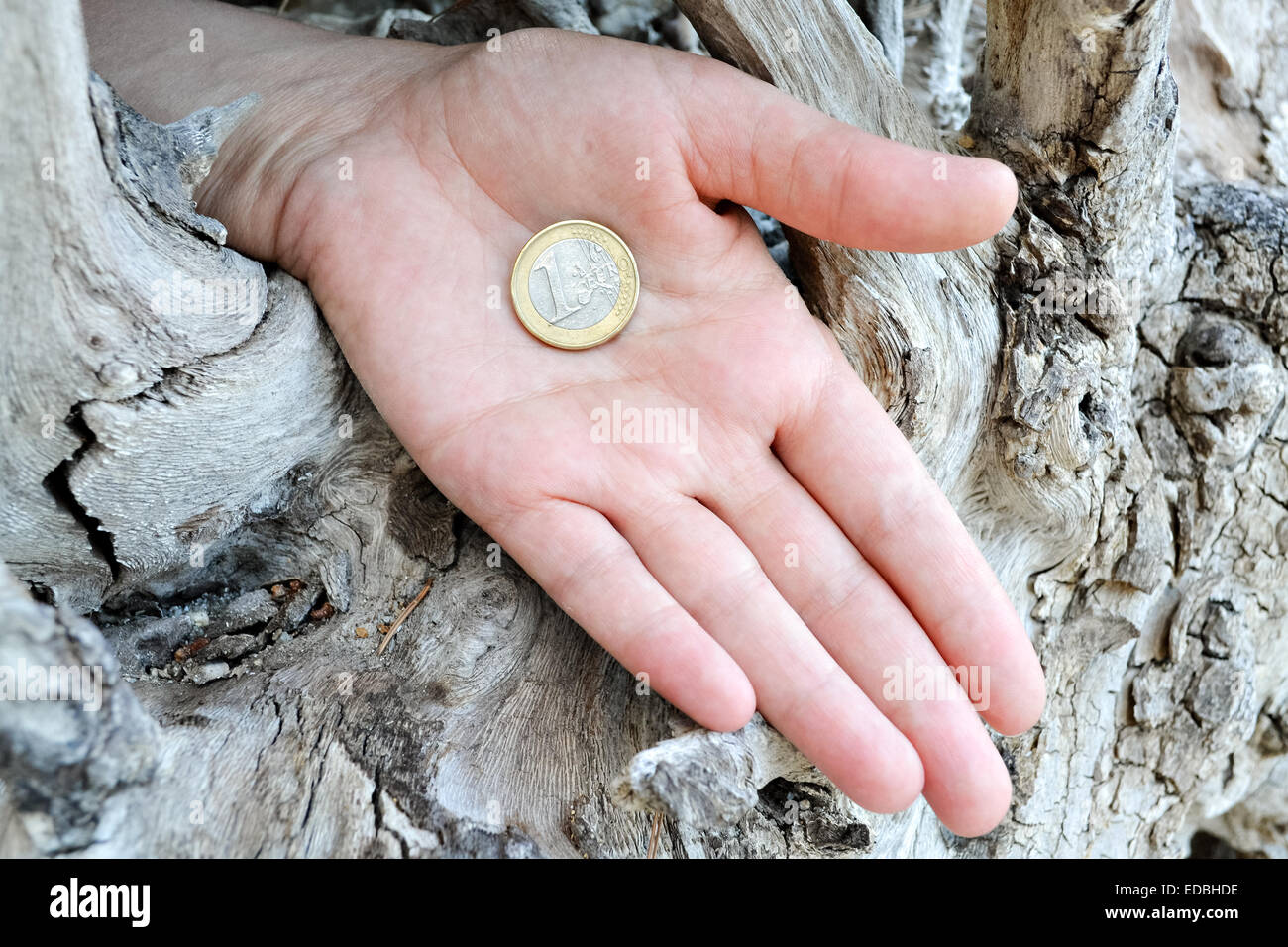 Münze in der Hand und große stumpf im Hintergrund Stockfoto
