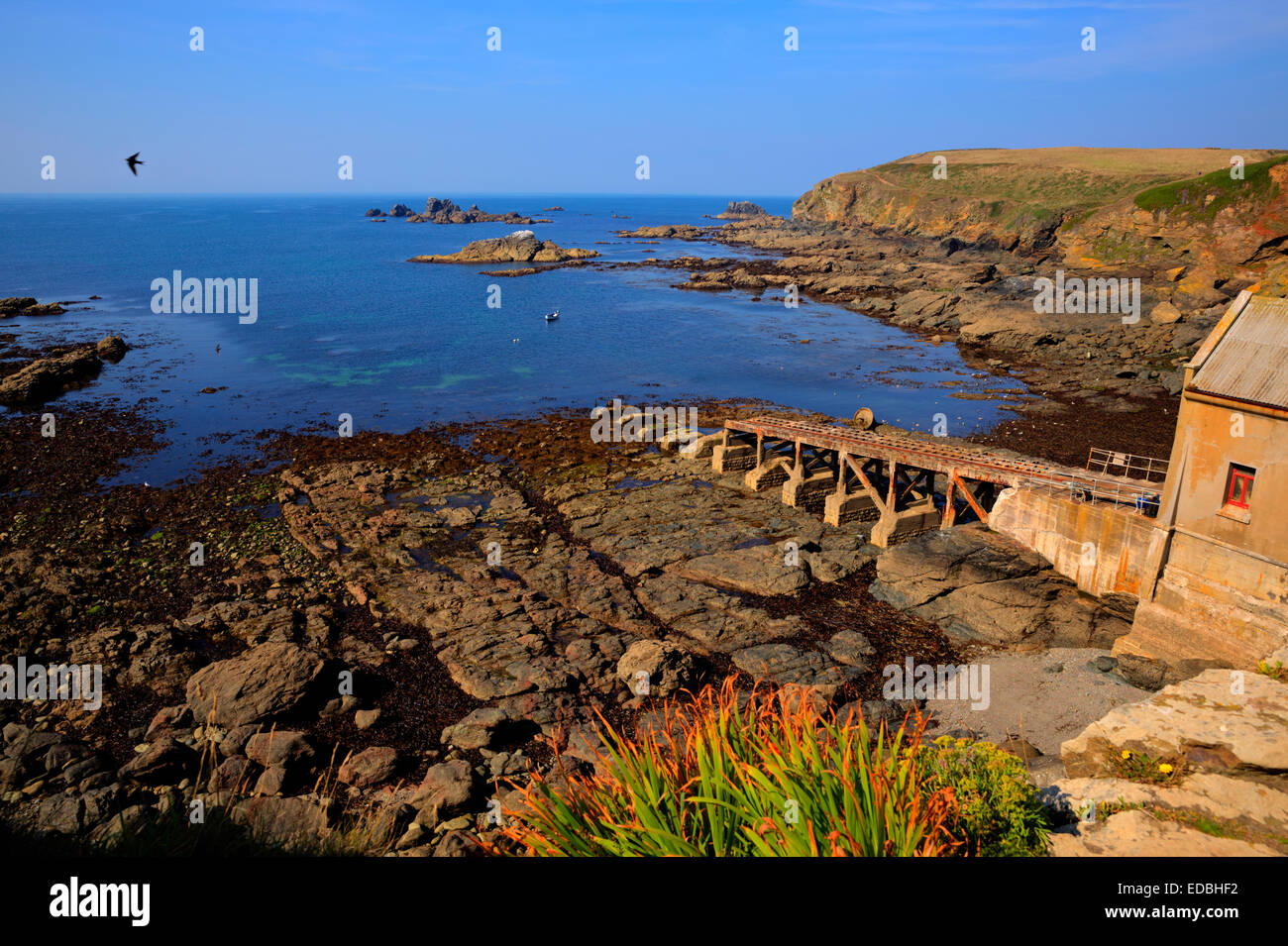 Herbstfärbung Cornish coast Lizard Point Cornwall UK South West England auf einem sonnigen Sommertag Stockfoto