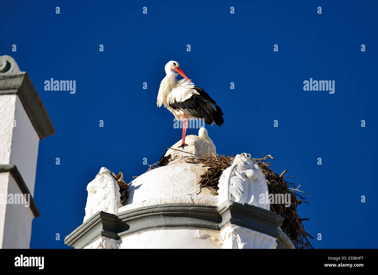 Portugal, Faro: Storchennest mit Weißstorch (Ciconia Ciconia) auf Kapelle Pé da Cruz Stockfoto