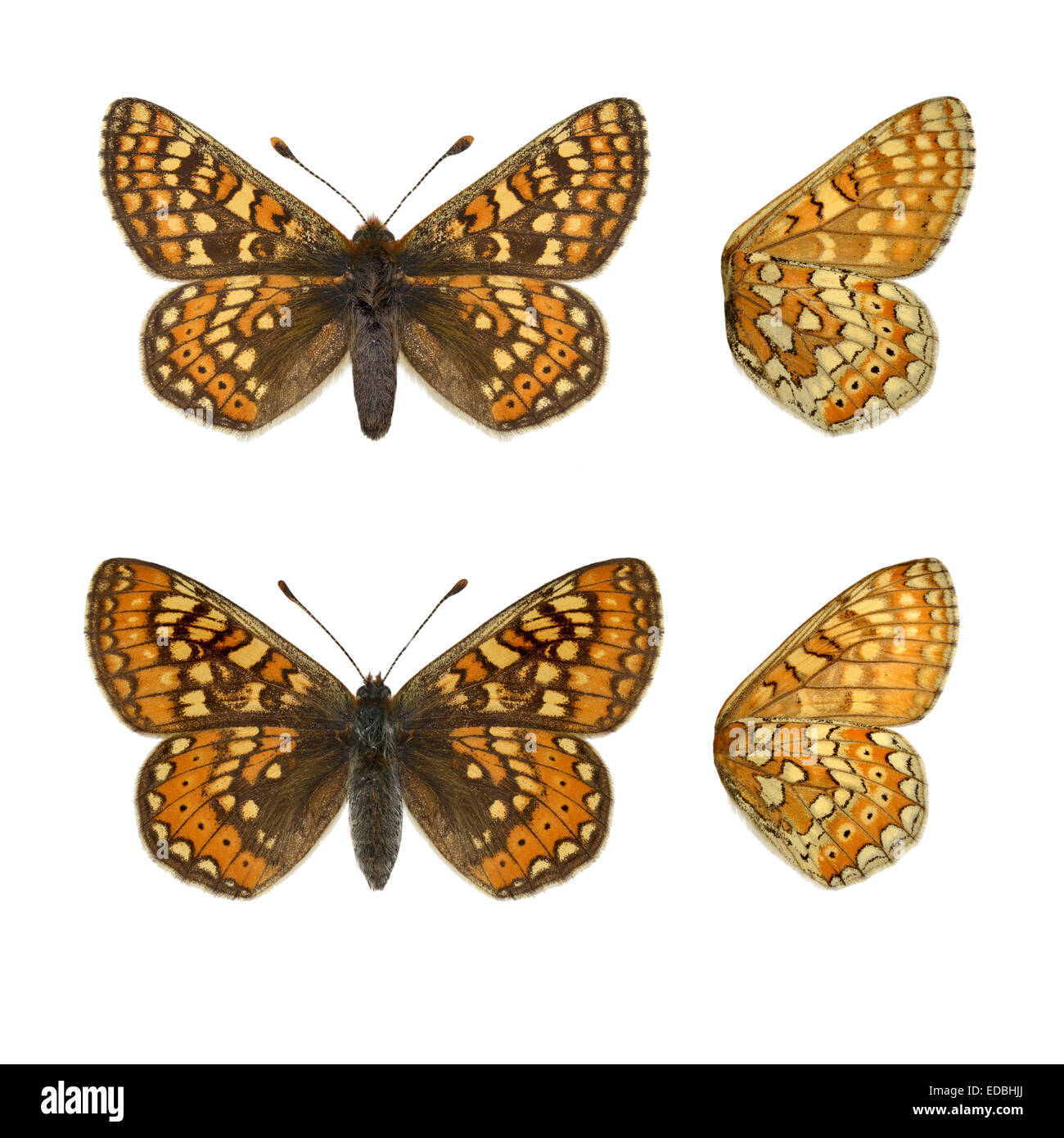 Marsh Fritillary - Etikett Aurinia - Männchen (oben) - Weibchen (unten). Stockfoto