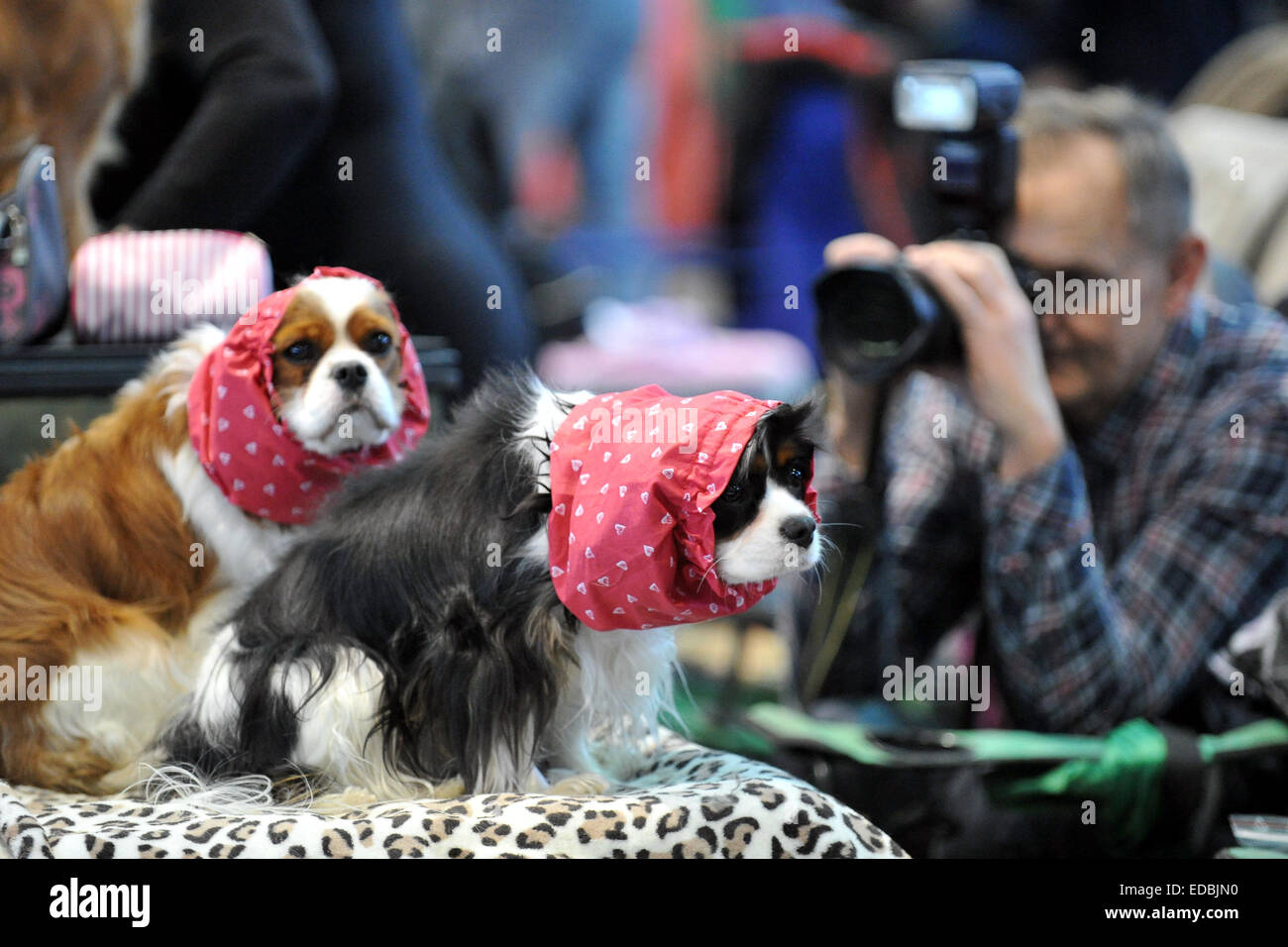 Sonntag. 4. Januar 2015. IX. Nationale Hundeausstellung fand in Brno, Tschechische Republik am Sonntag, 4. Januar 2015. © Vaclav Salek/CTK Foto/Alamy Live-Nachrichten Stockfoto