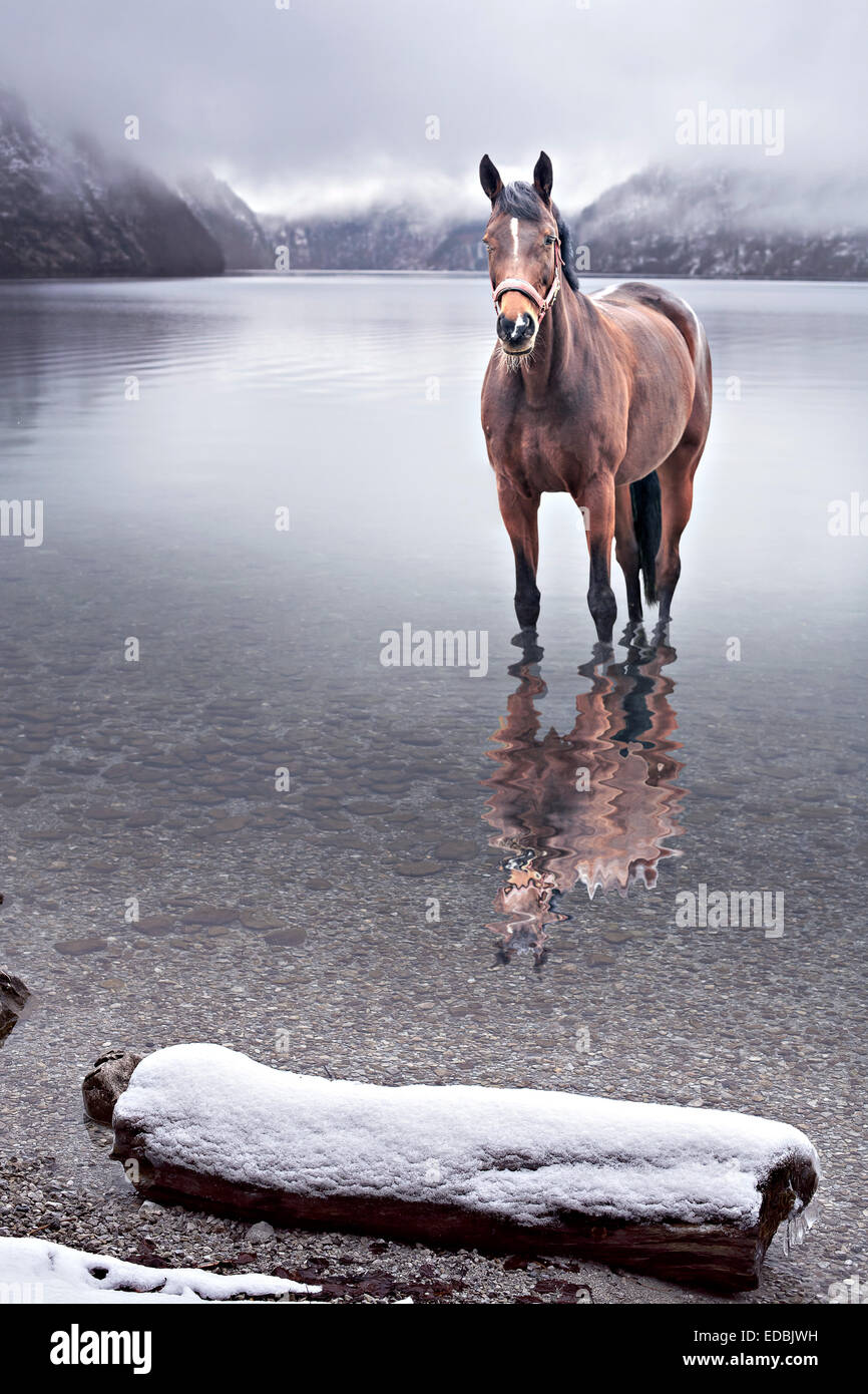 Porträt eines Pferdes im Wasser eines Sees Stockfoto