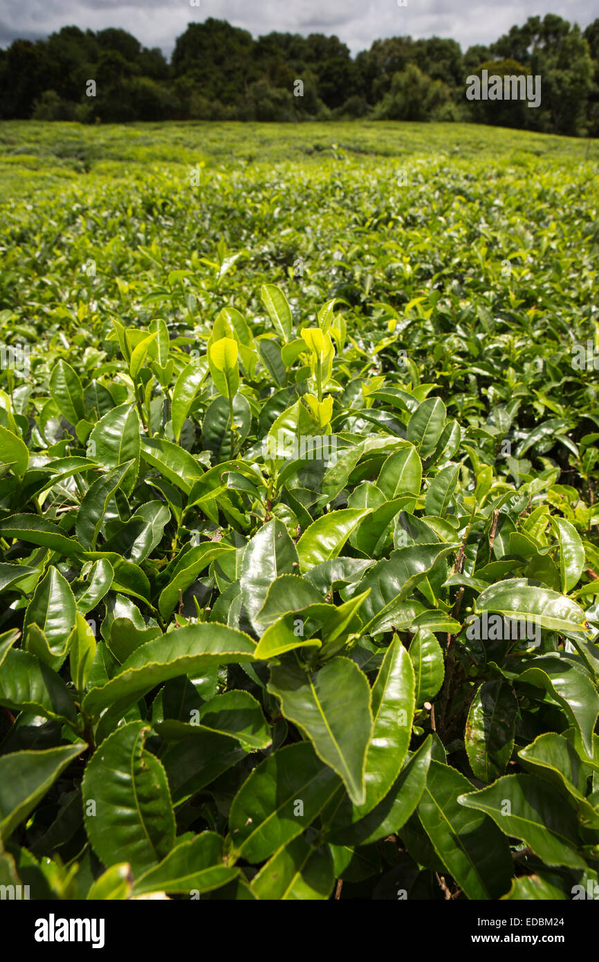 Mauritius, Bois Cheri, Teeplantage, Pflanzen wachsen in südliche Hügel Stockfoto