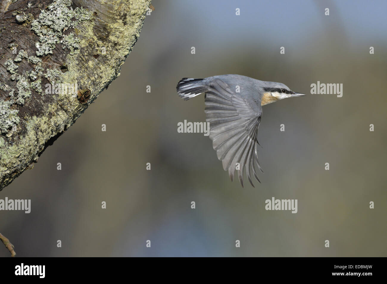 Kleiber - Sitta Europaea. Stockfoto