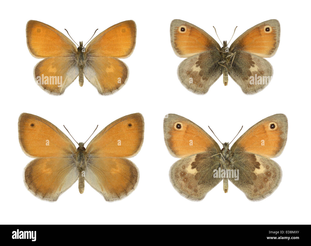 Kleine Heide - Coenonympha Pamphilus - (obere Zeile) männlich - weiblich (untere Zeile). Stockfoto
