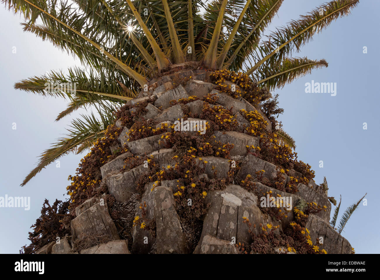 Kanarische Dattelpalme (Phoenix Canariensis), Stiel mit Monanthes Pflanzen aus der Familie der Crassulaceae (Monanthes) bedeckt Stockfoto