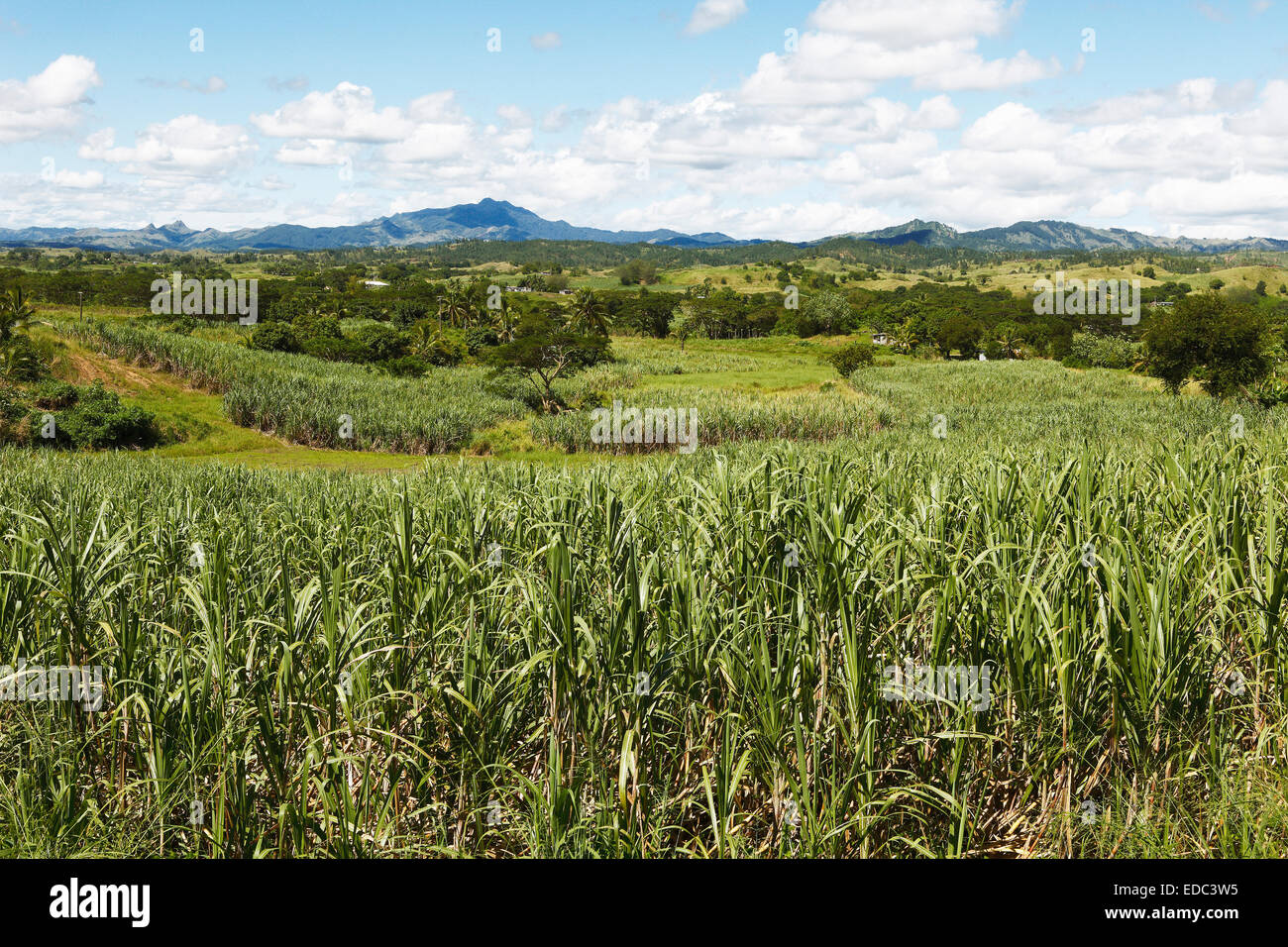 Zuckerrohrfelder, hinter der Nausori-Hochland, Korovuto, Viti Levu, Fidschi Stockfoto
