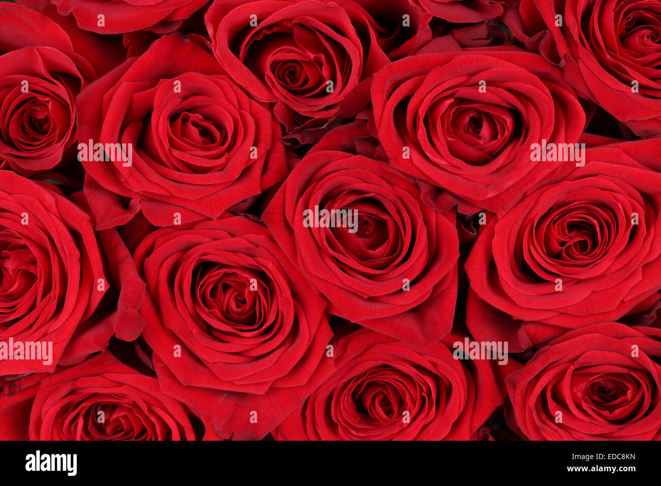 Hintergrund-Blüten mit roten Rosen am Valentinstag oder Mütter Tag Stockfoto