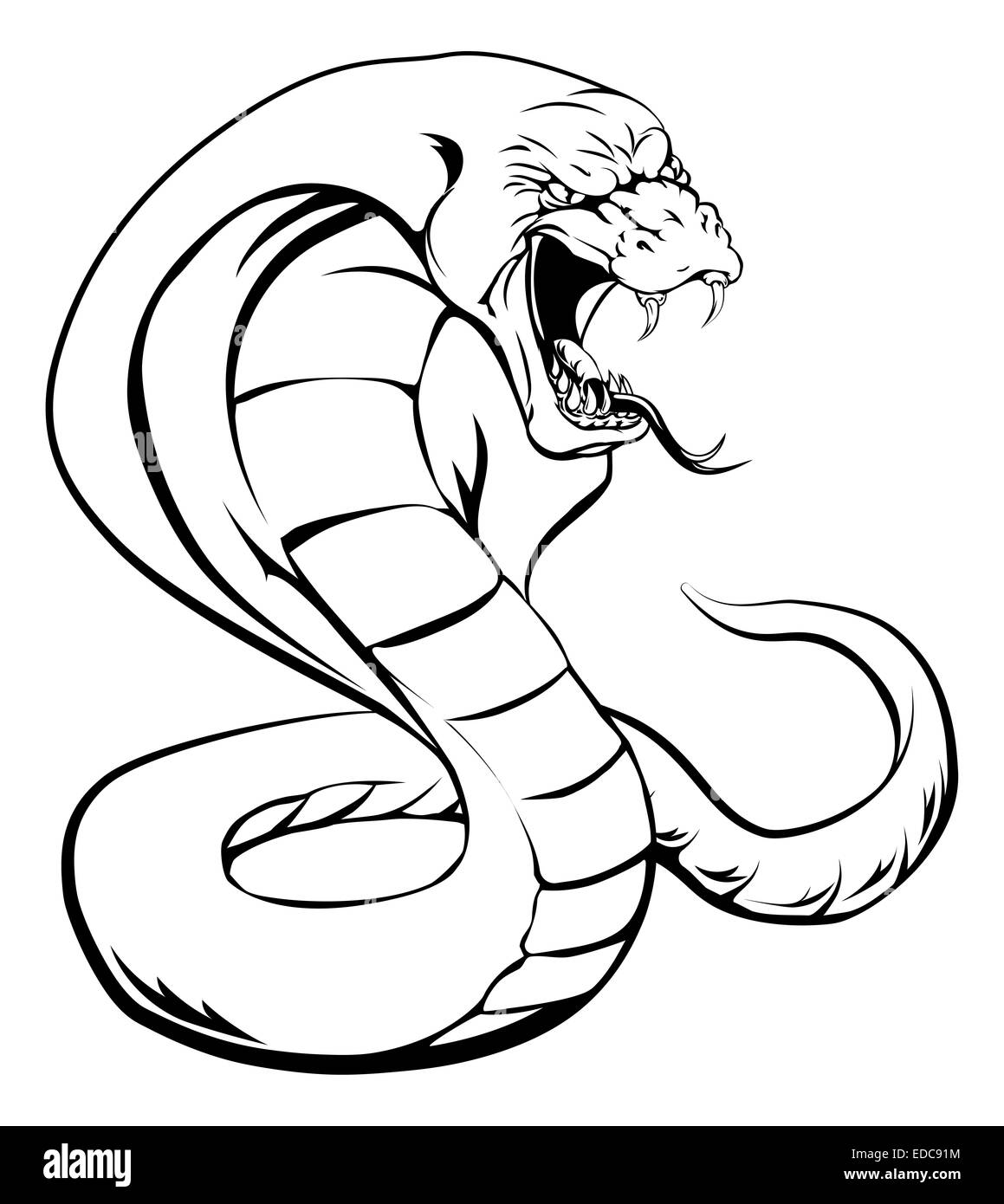 Eine Kobra Schlange mit Kapuze auf und Zunge raus schlagen Stockfoto