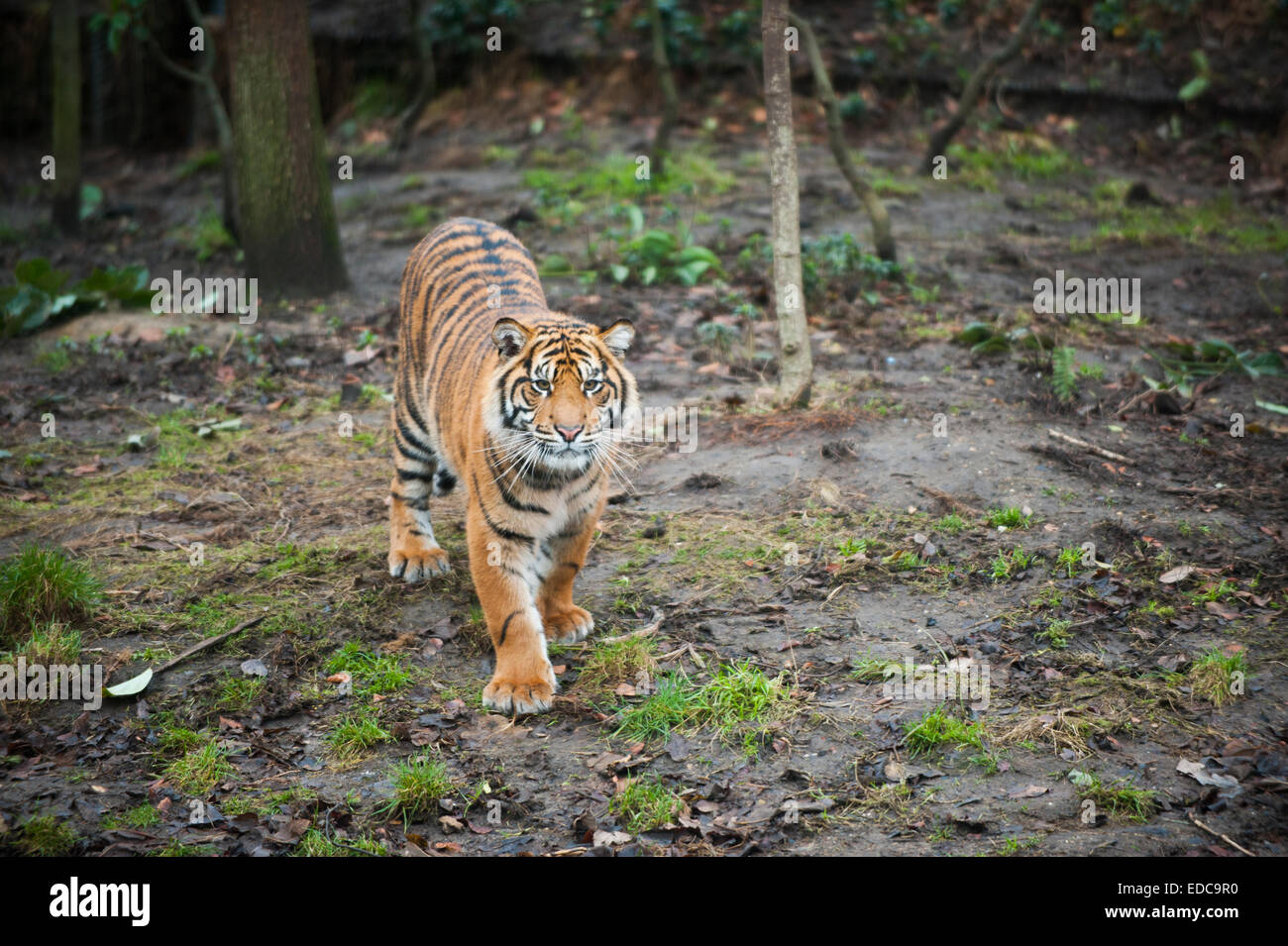 London Zoo, UK. 5. Januar 2015. Zeit für die Tiere, aufzustehen und im Gange als die jährliche Bestandsaufnahme der ISS wird gezählt werden. Tierpfleger stehen vor der Aufgabe, feststellend, dass jedes Säugetier, Vogel, Reptilien, Fische und Wirbellosen im Zoo. Sumatra Tiger Cub, einer der drei neu eingetroffen, wird gezählt. Bildnachweis: Malcolm Park Leitartikel/Alamy Live-Nachrichten Stockfoto